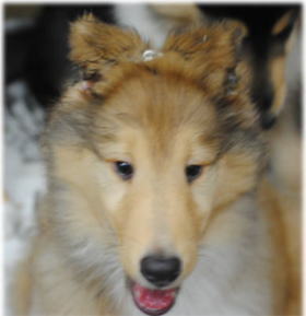 コリー(ラフコリー)　子犬　セーブル　画像　写真